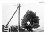 Hole In Tree Allows Telephone Wires Thru by Anonymous