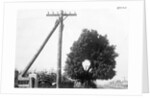 Hole In Tree Allows Telephone Wires Thru by Anonymous