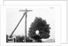 Hole In Tree Allows Telephone Wires Thru by Anonymous