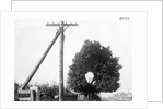 Hole In Tree Allows Telephone Wires Thru by Anonymous