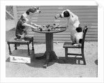 Dogs Playing Checkers/One Smokes Pipe by Anonymous