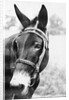 Mule's Head by Anonymous