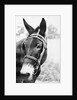 Mule's Head by Anonymous