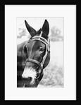 Mule's Head by Anonymous