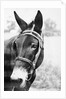 Mule's Head by Anonymous