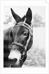 Mule's Head by Anonymous