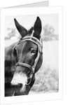 Mule's Head by Anonymous