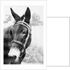 Mule's Head by Anonymous