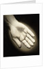 Palm-Side Of A Hand by Anonymous