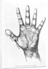 The Mounts Of The Hand/Palmistry/Drawing by Anonymous