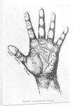 The Mounts Of The Hand/Palmistry/Drawing by Anonymous