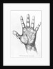 The Mounts Of The Hand/Palmistry/Drawing by Anonymous
