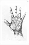 The Mounts Of The Hand/Palmistry/Drawing by Anonymous
