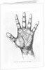 The Mounts Of The Hand/Palmistry/Drawing by Anonymous