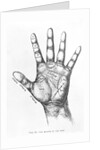 The Mounts Of The Hand/Palmistry/Drawing by Anonymous