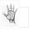 The Mounts Of The Hand/Palmistry/Drawing by Anonymous