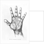 The Mounts Of The Hand/Palmistry/Drawing by Anonymous