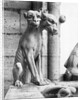 Gargoyle Of Cerebus At Notre Dame by Anonymous