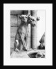 Gargoyle Of Cerebus At Notre Dame by Anonymous
