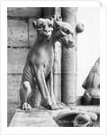Gargoyle Of Cerebus At Notre Dame by Anonymous