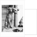 Gargoyle Of Cerebus At Notre Dame by Anonymous