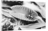 Fly in Leaf Blades of Venus Fly Trap by Anonymous