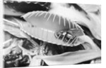 Fly in Leaf Blades of Venus Fly Trap by Anonymous