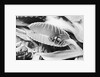 Fly in Leaf Blades of Venus Fly Trap by Anonymous