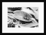 Fly in Leaf Blades of Venus Fly Trap by Anonymous