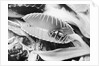 Fly in Leaf Blades of Venus Fly Trap by Anonymous