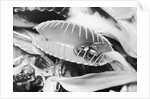 Fly in Leaf Blades of Venus Fly Trap by Anonymous