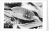 Fly in Leaf Blades of Venus Fly Trap by Anonymous