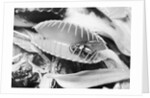 Fly in Leaf Blades of Venus Fly Trap by Anonymous