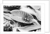Fly in Leaf Blades of Venus Fly Trap by Anonymous