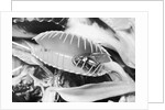 Fly in Leaf Blades of Venus Fly Trap by Anonymous