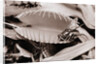 Fly in Leaf Blades of Venus Fly Trap by Anonymous