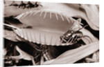 Fly in Leaf Blades of Venus Fly Trap by Anonymous