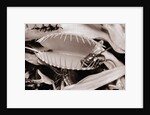 Fly in Leaf Blades of Venus Fly Trap by Anonymous