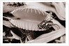 Fly in Leaf Blades of Venus Fly Trap by Anonymous