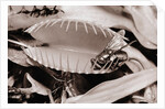 Fly in Leaf Blades of Venus Fly Trap by Anonymous