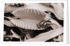 Fly in Leaf Blades of Venus Fly Trap by Anonymous