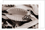Fly in Leaf Blades of Venus Fly Trap by Anonymous