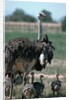Ostrich Watches Over Its Chicks by Anonymous