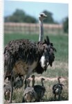 Ostrich Watches Over Its Chicks by Anonymous