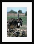 Ostrich Watches Over Its Chicks by Anonymous