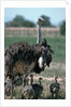 Ostrich Watches Over Its Chicks by Anonymous