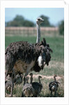 Ostrich Watches Over Its Chicks by Anonymous
