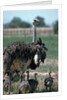 Ostrich Watches Over Its Chicks by Anonymous