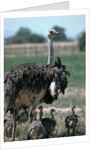 Ostrich Watches Over Its Chicks by Anonymous