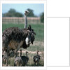 Ostrich Watches Over Its Chicks by Anonymous